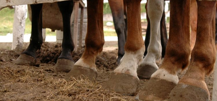 Bandagen oder Gamaschen? – Schutz für Pferdebeine