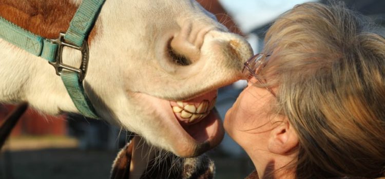 Zahnpflege für Pferde